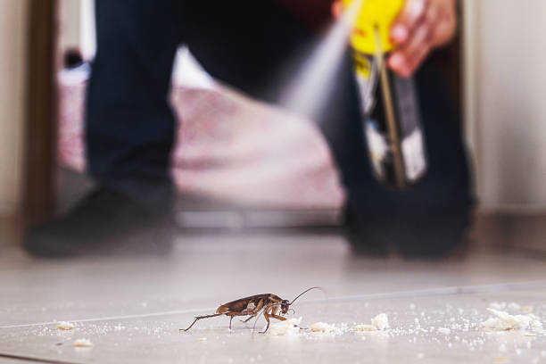 Best Local Pest Control Services  in Campbell, MO